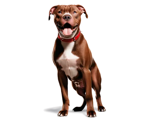 american staffordshire terrier,staffordshire bull terrier,apbt,rhodesian ridgeback,red nosed pit bull,amstaff,derivable,blue staffordshire bull terrier,pit bull,pit mix,pinscher,brown dog,boerboel,brindle,bulbull,dog breed,kudubull,dog illustration,pitbull,topdog,Conceptual Art,Fantasy,Fantasy 29