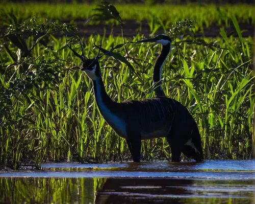 white-naped crane,grey neck king crane,demoiselle crane,glossy ibis,danube delta,white necked heron,great blue heron,pacific heron,doñana national park,little blue heron,eastern crowned crane,cow heron,sandhill crane,wading bird,egretta novaehollandiae,grey crowned cranes,the danube delta,tanzania,great heron,pelecanus onocrotalus,Conceptual Art,Graffiti Art,Graffiti Art 06