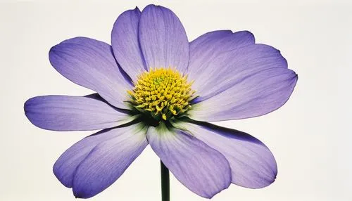 anemone blanda,anemone japonica,blue anemone,osteospermum,blue chrysanthemum,violet chrysanthemum,cosmos flower,anemone purple floral,purple daisy,anemonin,lovely anemone,crown anemone,clark's anemone,anemone coronaria,african daisy,poppy anemone,fall anemone,cosmos flowers,garden anemone,cosmea,Photography,Fashion Photography,Fashion Photography 19