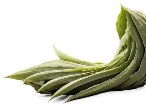 spring onion,spathe,fenchel,endive,leek,asparagaceae,leeks,lotus leaf,lemongrass,grass lily,hosta,palm leaf,cabbage leaves,leek stick,aloe vera leaf,green asparagus,arisaema,celery stalk,yucca,fennel,Photography,Artistic Photography,Artistic Photography 13