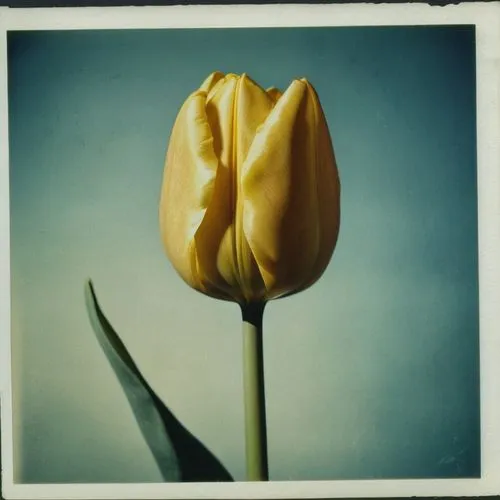 tulp,two tulips,yellow orange tulip,tulip blossom,wild tulip,tulip flowers,Photography,Documentary Photography,Documentary Photography 03