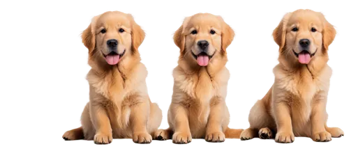 goldens,golden retriever,labradors,retrievers,dog breed,three dogs,bloodhounds,dog pure-breed,golden retriver,quadrupeds,service dogs,retriever,woofers,canines,labrador retriever,color dogs,spaniels,honden,dog illustration,two dogs,Illustration,Japanese style,Japanese Style 18