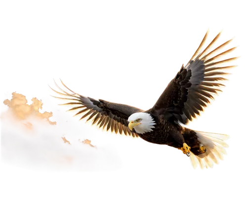 firehawks,phoenixes,eagle vector,soar,rapace,eagle,pheonix,flying sparks,aguila,fireflight,uniphoenix,golden eagle,of prey eagle,flying hawk,plumes,eagle illustration,eagle drawing,imperial eagle,bird of prey,soaring,Illustration,Black and White,Black and White 22