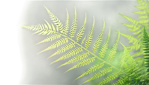 Delicate fern, green leaves, intricate veins, soft focus, natural lighting, 3/4 composition, shallow depth of field, warm color tone, cinematic lighting, detailed texture, lush foliage, individual fro