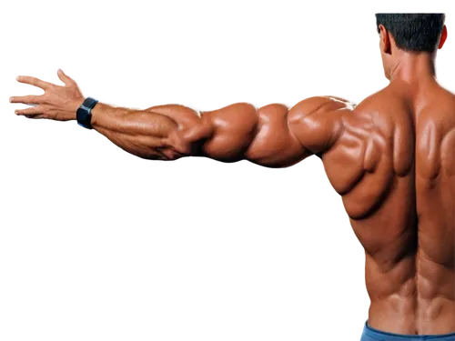 latissimus,muscle angle,obliques,muscularity,serratus,muscle icon,body building,clenbuterol,connective back,triceps,trapezius,musculature,upper body,deltoid,shoulder pain,vasodilation,trenbolone,pullbacks,physiques,intermuscular,Conceptual Art,Sci-Fi,Sci-Fi 20