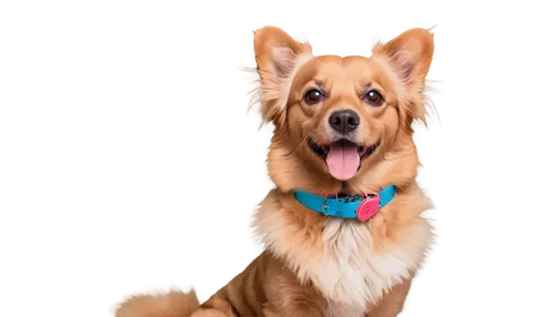 Funny dog pictures, cute dog face, big brown eyes, floppy ears, curly fur, sitting posture, front legs crossed, tongue out, happy expression, colorful collar with bells, cartoonish style, soft focus, 