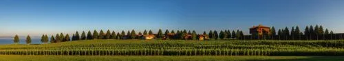 a green hill with trees and houses on it,cypresses,toscana,virtual landscape,tuscan,toscane,landscape background,Photography,General,Realistic