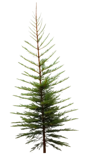 Pine tree, evergreen needles, tall, slender trunk, branching outwards, morning mist, soft sunlight filtering through leaves, 3/4 composition, shallow depth of field, warm color tone, cinematic lightin