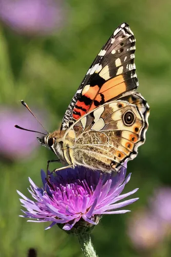 american painted lady,large tortoiseshell,painted lady,euphydryas,butterfly on a flower,vanessa cardui,brown sail butterfly,french butterfly,vanessa atalanta,high brown fritillary,aglais,small tortoiseshell,hesperia (butterfly),passion butterfly,western tiger swallowtail,grayling (butterfly),tortoiseshell,palamedes swallowtail,dark green fritillary,peacock butterfly,Illustration,Paper based,Paper Based 16