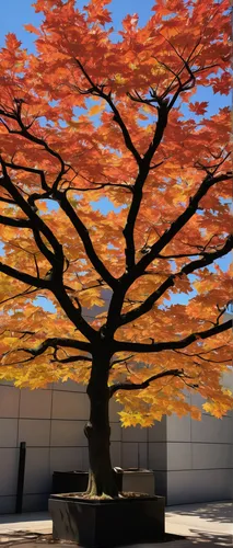 In a futuristic city, imagine a three-year-old maple tree as a symbol of hope and resilience.,maple tree,the japanese tree,autumn tree,maple bonsai,colorful tree of life,deciduous tree,red maple,maple