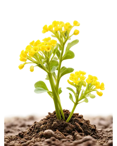 Mustard plant, green leaves, yellow flowers, small seeds, delicate stems, curled tendrils, soil surrounded roots, morning dew, soft natural light, 3/4 composition, shallow depth of field, warm color t