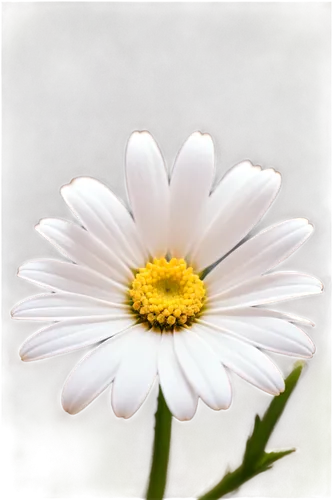 Daisy flower, white petals, yellow center, delicate, soft, gentle, romantic, solo, close-up, macro photography, shallow depth of field, natural lighting, warm color tone, 3/4 composition.,marguerite d