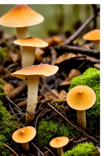 conocybe,clitocybe,agarics,forest mushrooms,milkcap,mushroom landscape,mycena,armillaria,hygrocybe,psilocybe,forest mushroom,toadstools,edible mushrooms,inocybe,fungi,forest floor,mushrooms,agaricales,agaricaceae,gymnopilus,Illustration,Abstract Fantasy,Abstract Fantasy 18