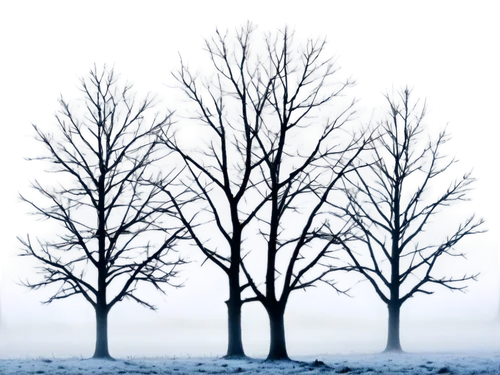 snow trees,winter background,winter tree,treemsnow,bare trees,winter forest,halloween bare trees,hoarfrost,row of trees,snow tree,winter landscape,winterreise,walnut trees,deciduous trees,birch tree background,winterization,wintry,snowy tree,winterland,the trees,Unique,3D,Toy