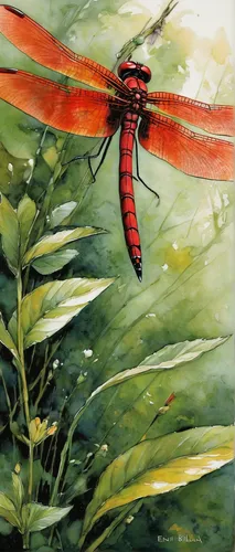 Describe a peaceful garden with a red dragonfly fluttering gracefully.,red dragonfly,hawker dragonflies,spring dragonfly,dragonfly,dragonflies and damseflies,dragonflies,dragon-fly,trithemis annulata,