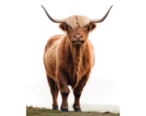 highland cow,bos taurus,yak,ox,texas longhorn,highland cattle,watusi cow,gnu,zebu,scottish highland cattle,aurochs,horns cow,scottish highland cow,taurus,anglo-nubian goat,oxen,alpine cow,mountain cow,horoscope taurus,boer goat,Illustration,Vector,Vector 12