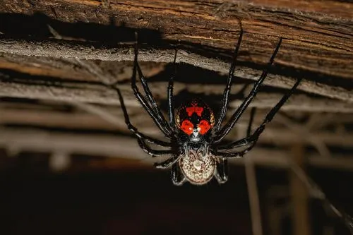 Random spider, eight legs, shiny black body, red eyes, tiny white spots, intricate web patterns, hanging upside down, dimly lit, mysterious atmosphere, abandoned attic, old wooden beams, dusty corners