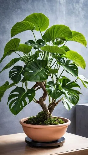 bonsai tree,maple bonsai,bonsai,elm bonsai,growing mandarin tree,ficus,indoor plant,ikebana,money plant,potted tree,houseplant,sacred fig,silk tree,maple tree in pot,china pot,potted plant,dwarf tree,flourishing tree,money tree,terminalia catappa,Photography,General,Realistic