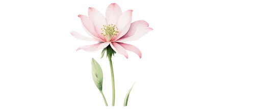 flowers png,tulip background,zephyranthes,elven flower,gaura,flower background,grass lily,tuberose,tulipa,crinum,pink tulip,minimalist flowers,gladiolus,uniflora,gladioli,watsonia,grass blossom,liliaceae,flower wallpaper,flowerdew,Illustration,Retro,Retro 24