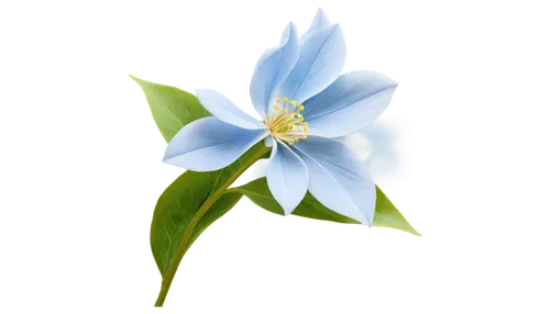 blue flower,blu flower,flowers png,starflower,windflower,flower wallpaper,blue anemone,star flower,flower background,white lily,white cosmos,garden star of bethlehem,blue petals,star of bethlehem,flower illustrative,flower illustration,wood daisy background,dayflower,single flower,water flower,Photography,Documentary Photography,Documentary Photography 13