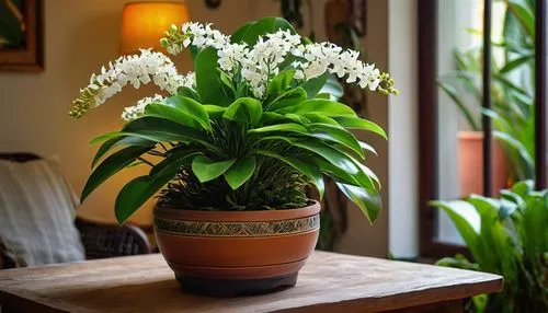 Tabernaemontana Iboga plant, potted, green leaves, white flowers, exotic, rare, tropical, indoor, living room, wooden table, natural light, soft focus, warm atmosphere, 3/4 composition, shallow depth 