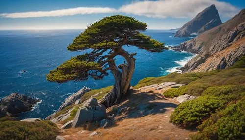 Farallon islands pine tree, windy, distant ocean, wildstyle bonsai, Andrew Macara,  Lawren Harris, Arthur Lismer, J. E. H. MacDonald, outstanding composition, dramatic light and colors, Frederick Varl