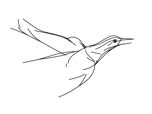 line art birds,bird drawing,bird outline,fairy tern,tern bird,blackcap,Design Sketch,Design Sketch,Rough Outline