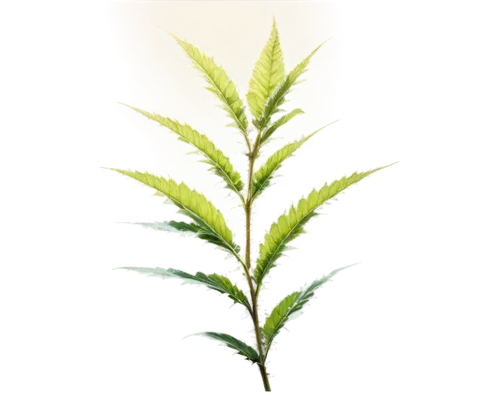 Nettle plant, green leaves, prickly stems, solo, detailed texture, realistic, morning dew, soft sunlight, 3/4 composition, shallow depth of field, warm color tone, cinematic lighting.,leaf fern,fern l