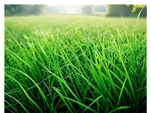 green grass,grass,grasslike,block of grass,gras,green lawn,lawn,ryegrass,grass grasses,green wallpaper,cordgrass,grassy,long grass,greengrass,blade of grass,artificial grass,grassby,paddy field,grassland,quail grass,Art,Artistic Painting,Artistic Painting 32