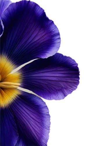 flowers png,pansies,crown chakra flower,lisianthus,pansies for my love,purple morning glory flower,flower background,purple flower,flower purple,petals purple,violet flowers,violet tulip,violet colour,petunias,windflower,aubretia,floral digital background,purple parrot tulip,blue violet,violets,Illustration,Paper based,Paper Based 23