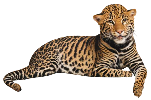 ocelot,jaguar,bengalenuhu,felidae,bengal cat,hosana,bengal,leopard,arabian mau,african leopard,tiger png,fossa,panther,tiger cat,ocicat,kalimantan,wild cat,canis panther,endangered specie,toyger,Art,Classical Oil Painting,Classical Oil Painting 37