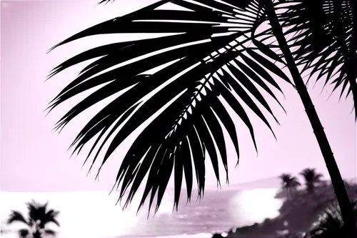 palm tree vector,palms,palm tree silhouette,palm tree,palmtree,palm silhouettes,palm,palm forest,coconut trees,palm leaves,palmtrees,palm trees,coconut palms,palm pasture,coconut palm tree,two palms,palm branches,coconut tree,palm fronds,royal palms,Illustration,Black and White,Black and White 33