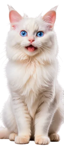 birman,cat with blue eyes,blue eyes cat,cat image,breed cat,white cat,cat vector,cat,funny cat,napoleon cat,löwchen,cute cat,turkish van,british longhair cat,turkish angora,cartoon cat,puss,domestic long-haired cat,ragdoll,cats angora,Conceptual Art,Fantasy,Fantasy 31