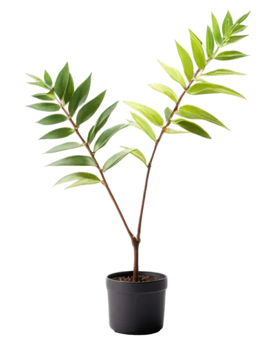 potted palm,ficus,sapling,oleaceae,rank plant,potted tree,podocarpus,cherry laurel,container plant,thick-leaf plant,hawaii bamboo,dark green plant,syzygium malaccense,sambucus,money plant,dwarf tree,money tree,oil-related plant,curry tree,salix mount aso,Art,Artistic Painting,Artistic Painting 04