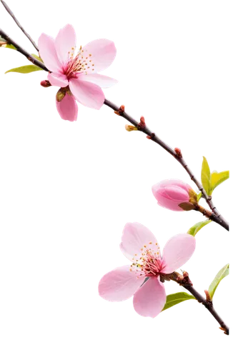 flowers png,cherry blossom branch,gaura,sakura branch,sakura flower,japanese floral background,sakura flowers,japanese cherry,apricot flowers,japanese sakura background,japanese carnation cherry,peach blossom,prunus,japanese cherry blossom,plum blossom,ikebana,plum blossoms,apricot blossom,chinese magnolia,fruit blossoms,Conceptual Art,Fantasy,Fantasy 20