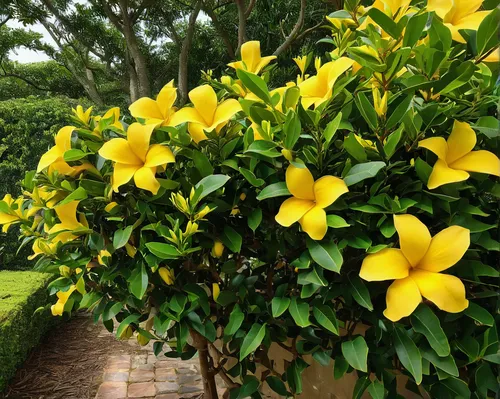 yellow allamanda,allamanda cathartica,allamanda,carolina jasmine,yellow tabebuia,cape jasmine,southern magnolia,yellow trumpet flower,golden trumpet tree,primrose jasmine,brazilian jasmine,bush magnolia,lemon tree,frangipani,tabebuia,plumeria,tabebuia chrysantha,mandevilla sanderi,ornamental shrub,orange jasmine,Conceptual Art,Fantasy,Fantasy 20