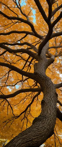 Compose a poem about the graceful branches of a brown tree swaying in the wind.,autumn tree,deciduous tree,branch swirl,golden trumpet tree,flourishing tree,the japanese tree,maple tree,branch swirls,