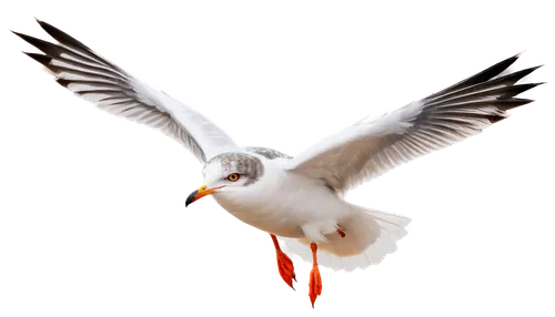 arctic tern,tern bird,flying common tern,royal tern,common tern,tern flying,tern,caspian tern,tropicbirds,flying tern,fairy tern,tropicbird,bird png,seagull in flight,black-shouldered kite,silver tern,large white-headed gull,ring-billed gull,gwe,kagu,Conceptual Art,Oil color,Oil Color 17