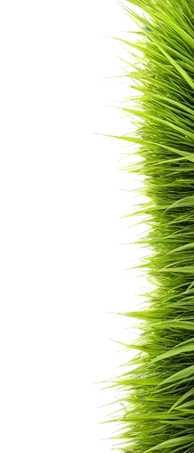 wheat grass,wheatgrass,green wallpaper,feather bristle grass,green,palm leaf,xanthorrhoea,green background,cyperus,patrol,grass fronds,cleanup,green grain,cordgrass,green wheat,aaaa,gras,long grass,aaa,palm tree vector,Illustration,Realistic Fantasy,Realistic Fantasy 25