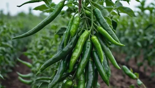 serrano peppers,fragrant peas,chilli pods,pepper plant,legumes,green soybeans,carinata,cowpeas,piiroja,jalapeno,soybean,cowpea,legume,green beans,chile pepper,piiroinen,pimentos,mirchi,chiles,propagules