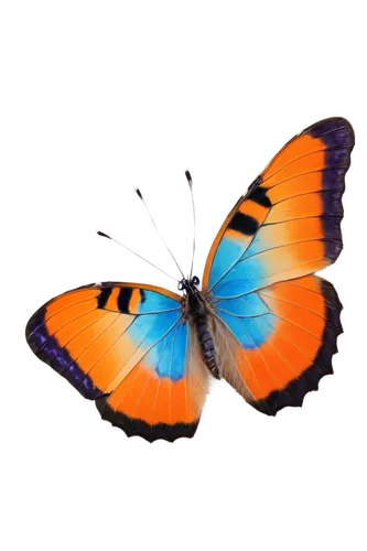 butterfly background,butterfly vector,morphos,orange butterfly,blue butterfly background,butterfly isolated,ulysses butterfly,butterfly clip art,morpho butterfly,lycaena phlaeas,hypolycaena,lycaena,morpho,blue morpho butterfly,heliconius,polygonia,euphydryas,french butterfly,mariposas,isolated butterfly,Illustration,Black and White,Black and White 26