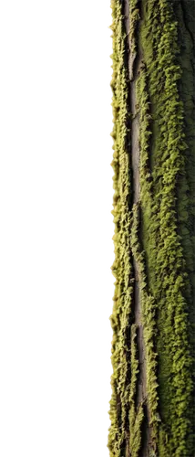 tree texture,tree moss,trees with stitching,tree slice,intensely green hornbeam wallpaper,tree trunk,birch tree background,ants climbing a tree,swamp birch,seamless texture,tree bark,birch trunk,douglas fir,a tree,corkscrew willow,tree,moss,sitka spruce,eastern hemlock,tree-rex,Illustration,Paper based,Paper Based 05