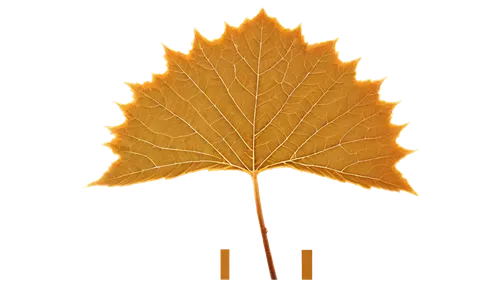 leaf background,golden leaf,yellow maple leaf,yellow leaf,autumn leaf paper,maple leave,leafcutter,fan leaf,leaf rectangle,leaf drawing,suspended leaf,red maple leaf,brown leaf,garrison,beech leaf,fall leaf,mammoth leaf,thunberg's fan maple,defence,autumn leaf,Unique,Pixel,Pixel 04