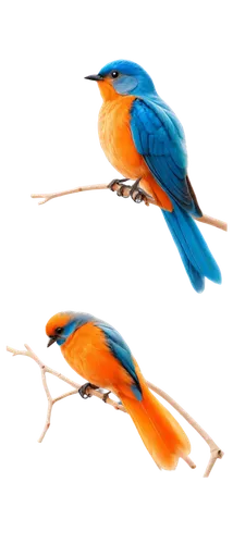 bird painting,bird drawing,bird illustration,bird png,small birds,birds on a branch,colorful birds,bird robins,birds on branch,rufous,birds,alcedo atthis,painted bunting,redstart,lazuli bunting,daurian redstart,tickell's blue flycatcher,male bluebird,key birds,garden birds,Illustration,Paper based,Paper Based 19