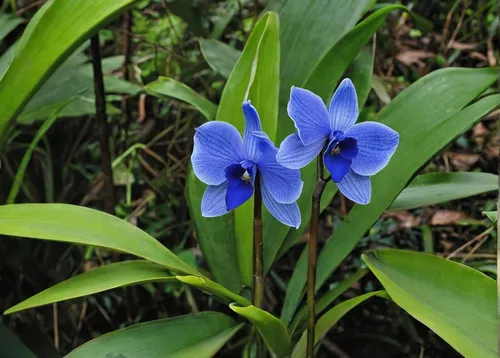 gentiana,gentian,iris japonica,swamp iris,trumpet gentian,gentian family,iris versicolor,tulipan violet,perennial flax,gentians,stemless gentian,siberian squill,orchids of the philippines,blue flower,wild iris,blue violet,cuba flower,blue petals,spiderwort,blue flowers,Conceptual Art,Oil color,Oil Color 15