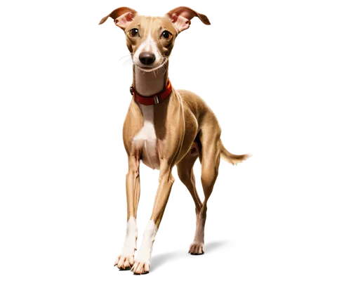 sighthound,lurcher,galgo,saluki,sighthounds,basenji,whippets,galga,rat terrier,borzoi,jack russell terrier,pinscher,raja,greyhound,jack russel terrier,adverb,delahoussaye,jack russell,adoptable,marmaduke,Art,Artistic Painting,Artistic Painting 02