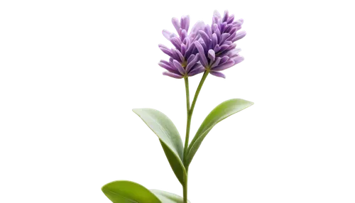 the lavender flower,lavender flower,milkwort,lavandula,flowers png,camassia,crown chakra flower,rocket flower,liatris,lavendar,lavender oil,purple flower,muscari armeniacum,lavender flowers,grape-grass lily,hyacinthus,lupinus,muscari,anacamptis,flower wallpaper,Photography,Documentary Photography,Documentary Photography 08