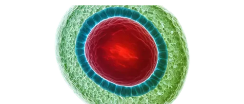 ovule,vacuolar,nucleolus,subcellular,vacuole,prokaryote,xylem,stomata,ovules,mitochondrion,supercilium,intercellular,nucleolar,embryo,hydrocele,eukaryote,sporangium,cilium,keratoconus,oocyte,Illustration,Black and White,Black and White 01