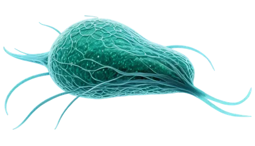 pylori,flagella,giardia,dinoflagellate,bladderwort,microsporum,vastola,choanoflagellates,neurospora,spermatogenesis,dinoflagellates,microvilli,sporangium,desulfovibrio,spermatogonia,eukaryote,spermatozoa,cryptosporidiosis,klebsiella,flagellar,Conceptual Art,Fantasy,Fantasy 13