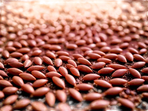 coffee beans,roasted coffee beans,java beans,lentils,cocoa beans,coffee background,black rice,coffee seeds,urad,robusta,coffee roasting,javabeans,acai brazil,pulses,beanballs,cocoa powder,grains,acai,legumes,buckwheat,Conceptual Art,Sci-Fi,Sci-Fi 13